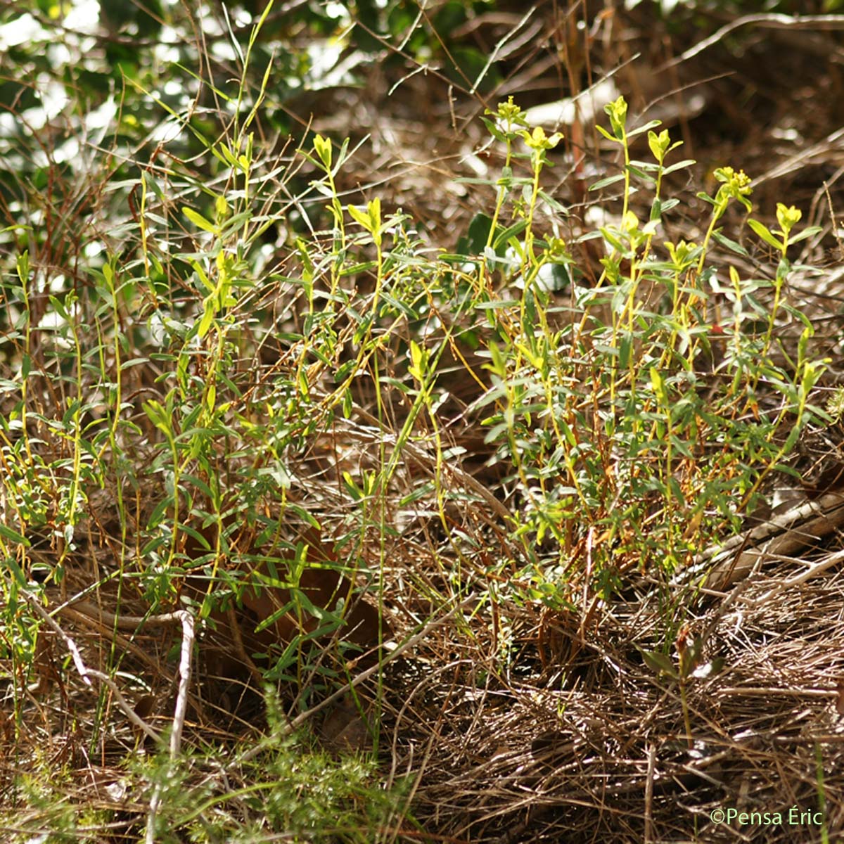Euphorbe épineuse - Euphorbia spinosa