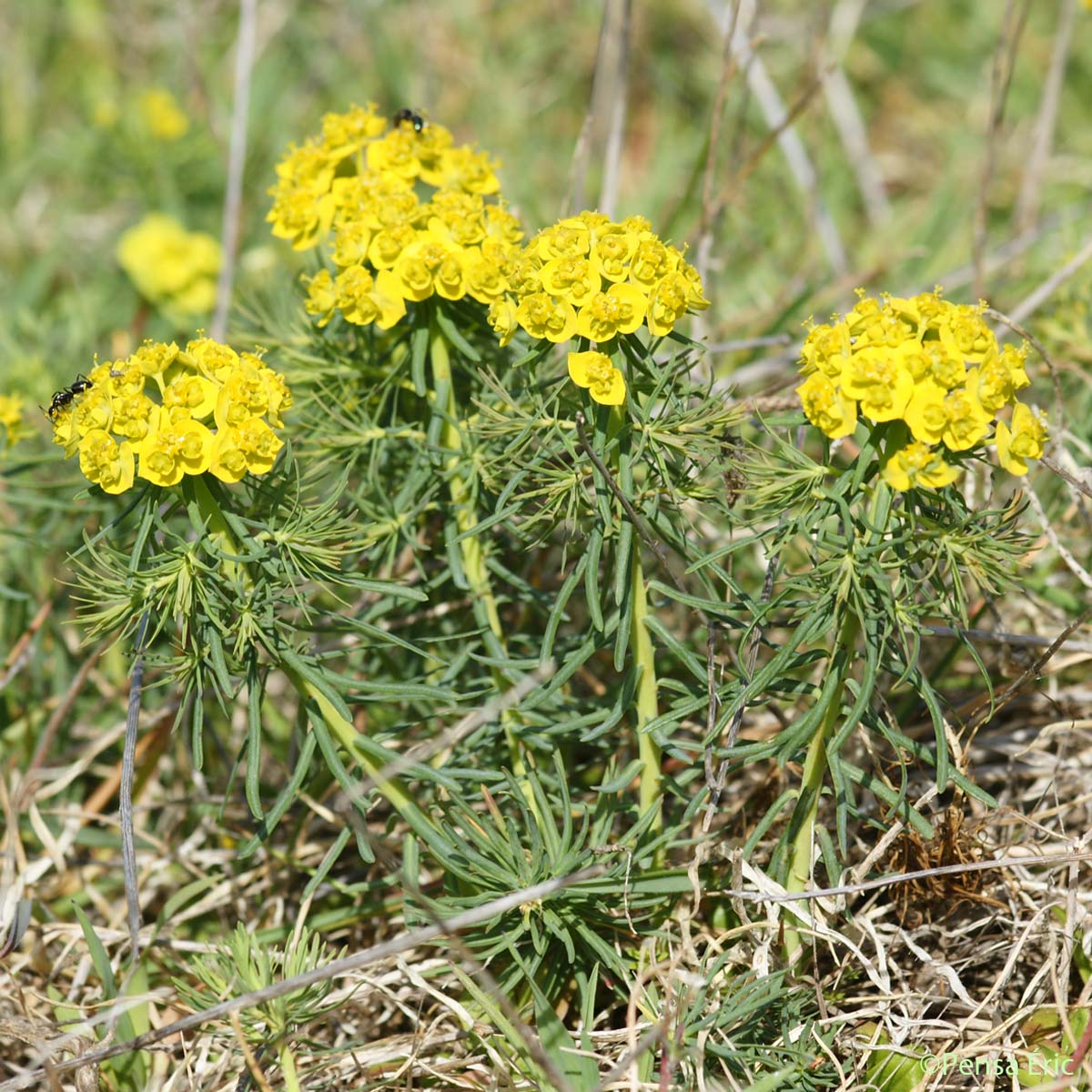 Euphorbe Petit-cyprès - Euphorbia cyparissias