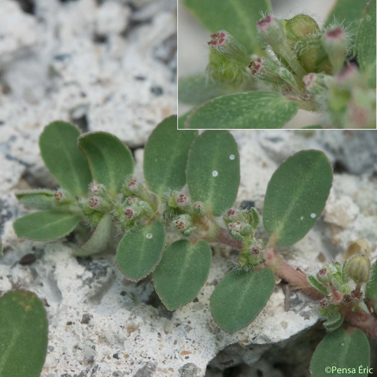 Euphorbe petit-figuier - Euphorbia chamaesyce