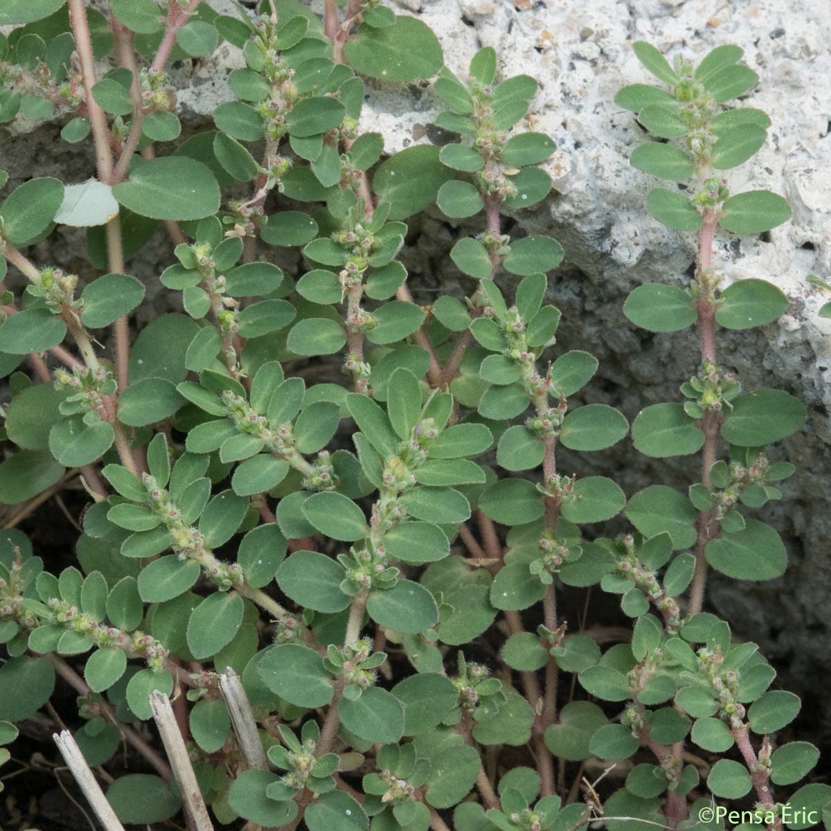 Euphorbe petit-figuier - Euphorbia chamaesyce