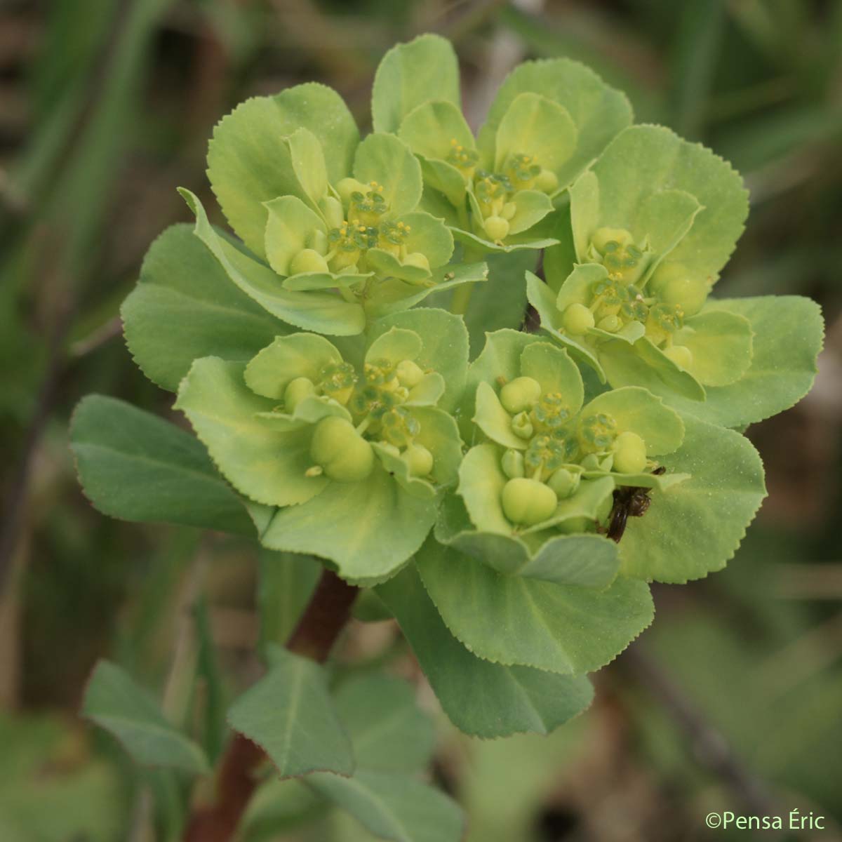 Euphorbe Réveille-matin - Euphorbia helioscopia subsp. helioscopia