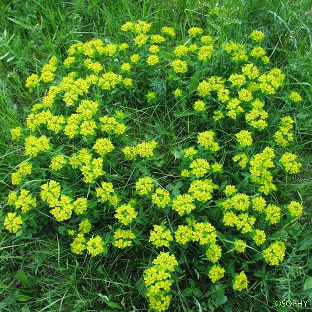 Euphorbe verruqueuse - Euphorbia verrucosa