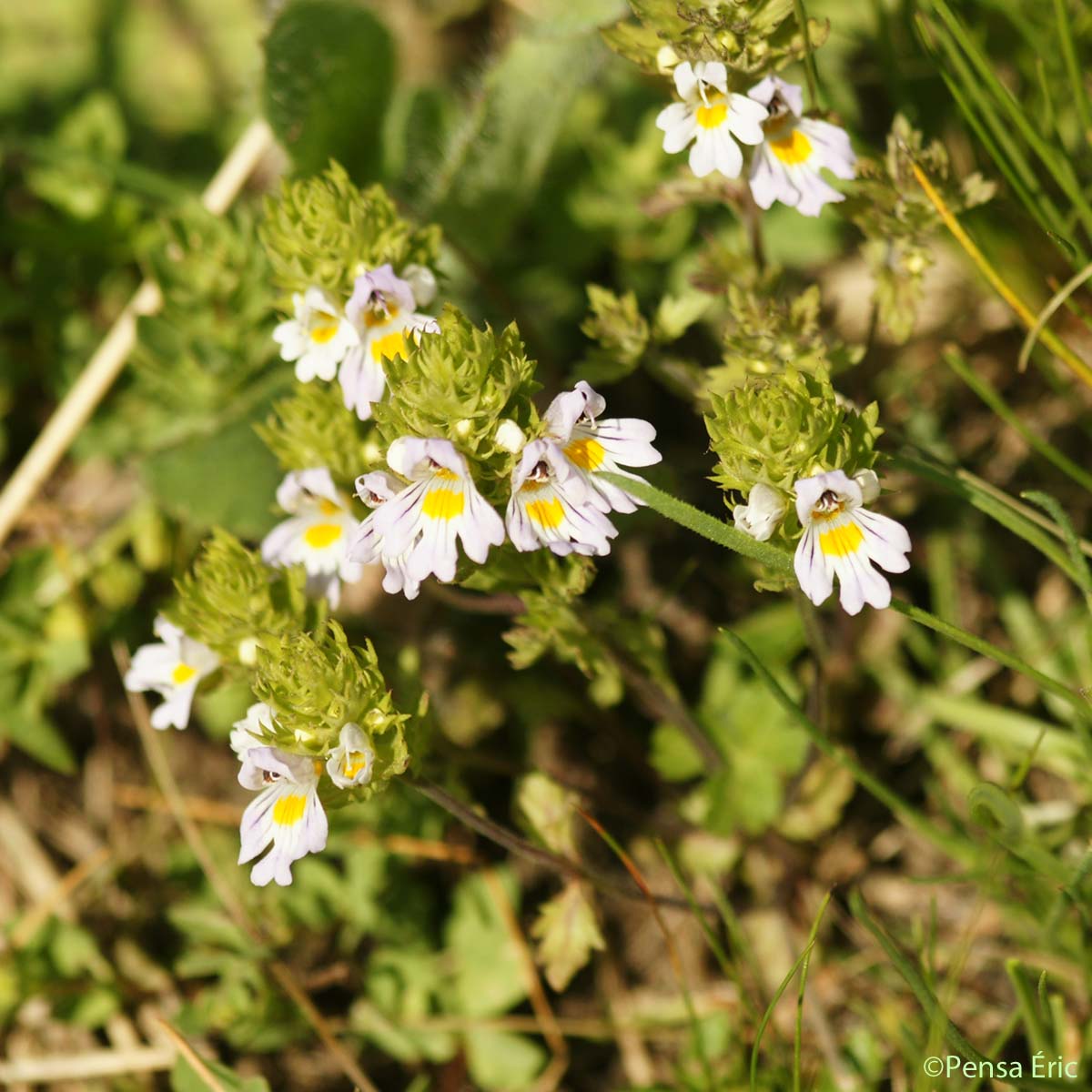 Euphraise de Rostkov - Euphrasia officinalis subsp. pratensis