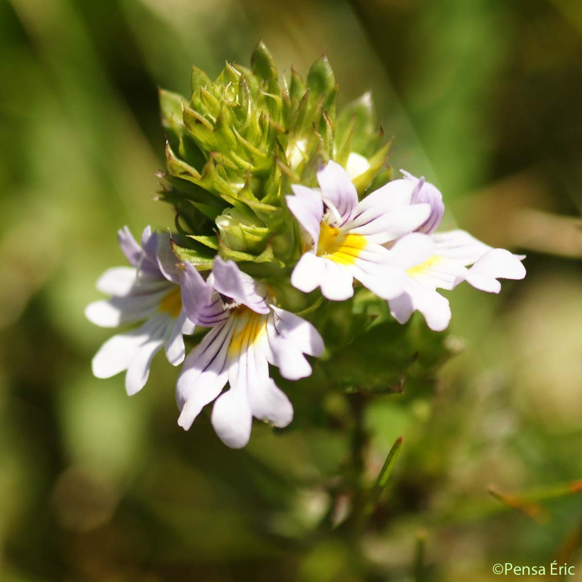 Euphraise de Rostkov - Euphrasia officinalis subsp. pratensis