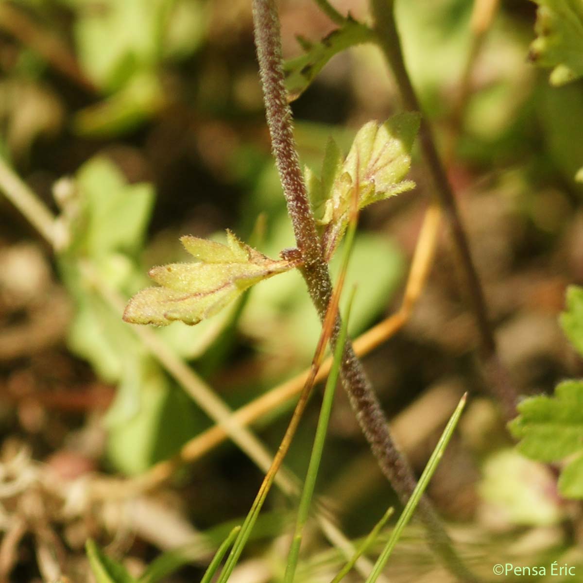 Euphraise de Rostkov - Euphrasia officinalis subsp. pratensis