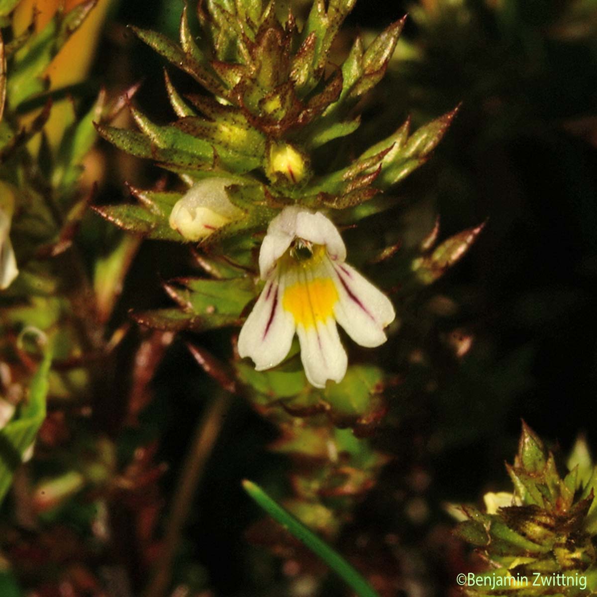 Euphraise de Salzbourg - Euphrasia salisburgensis