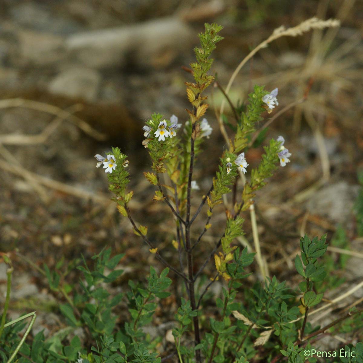 Euphraise hérissée - Euphrasia hirtella