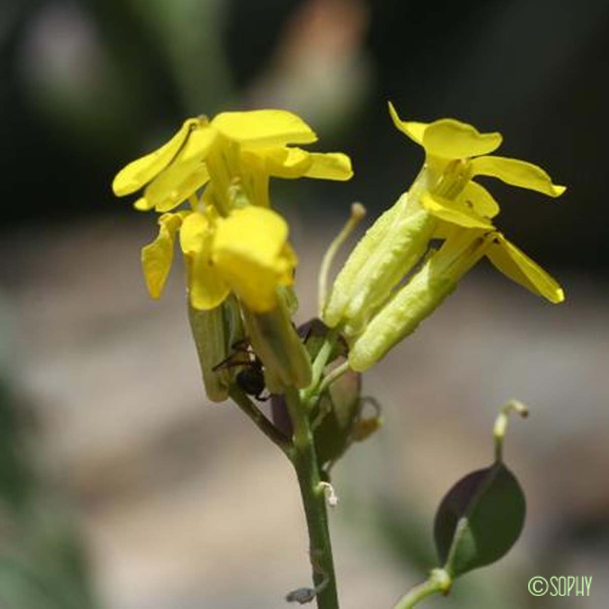 Faux Alysson renflé - Alyssoides utriculata