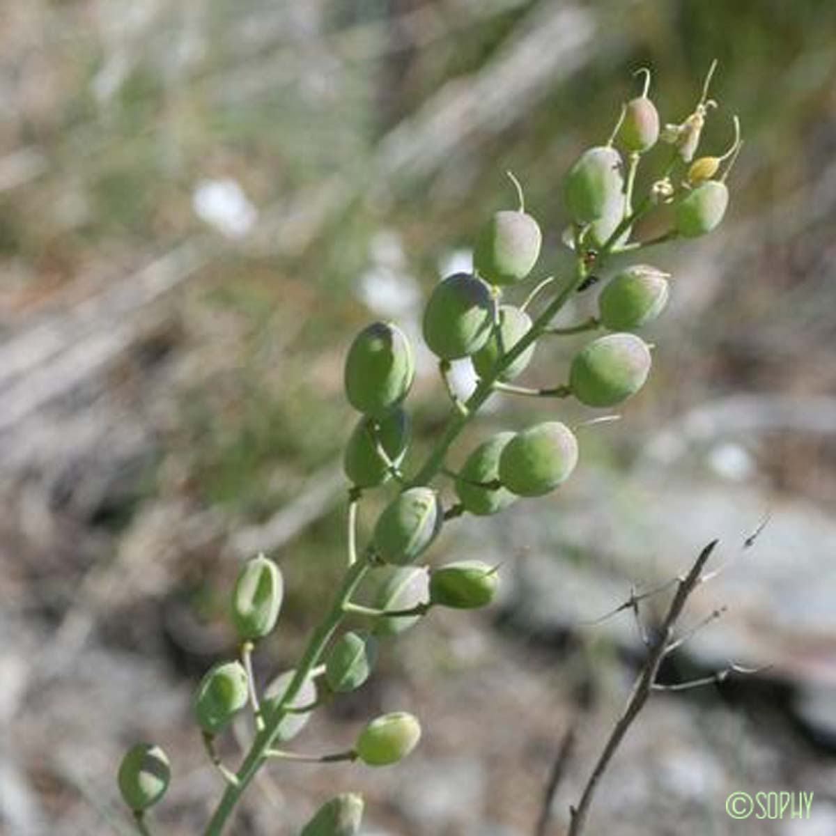 Faux Alysson renflé - Alyssoides utriculata