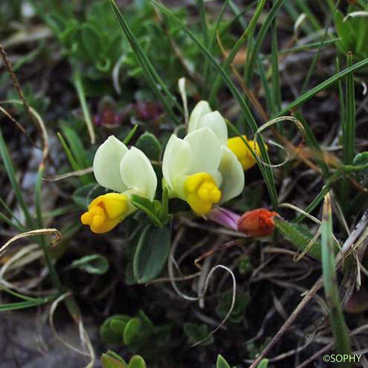 Faux Buis - Polygaloides chamaebuxus