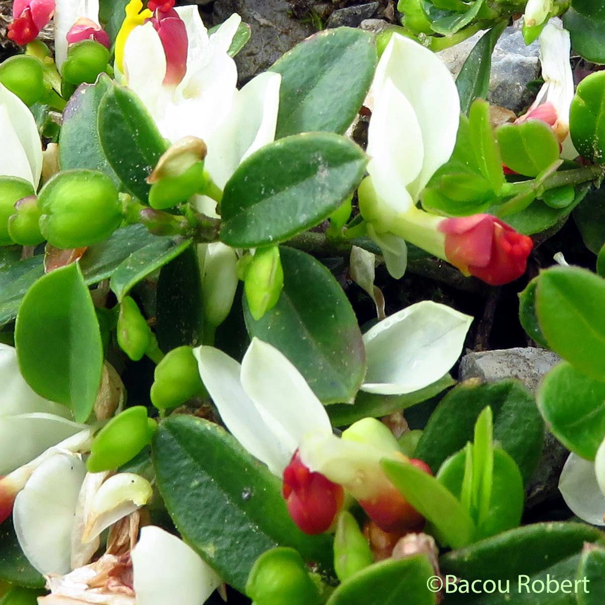 Faux Buis - Polygaloides chamaebuxus