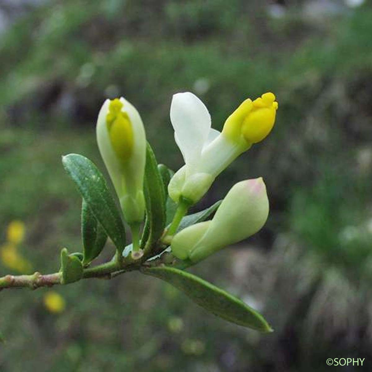 Faux Buis - Polygaloides chamaebuxus