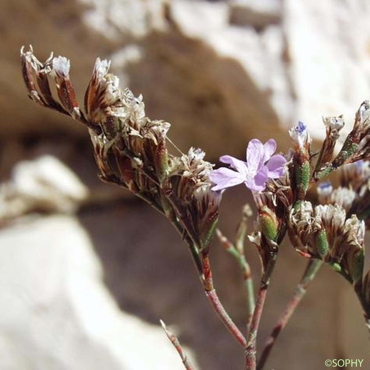 Faux Limonium nain - Limonium pseudominutum