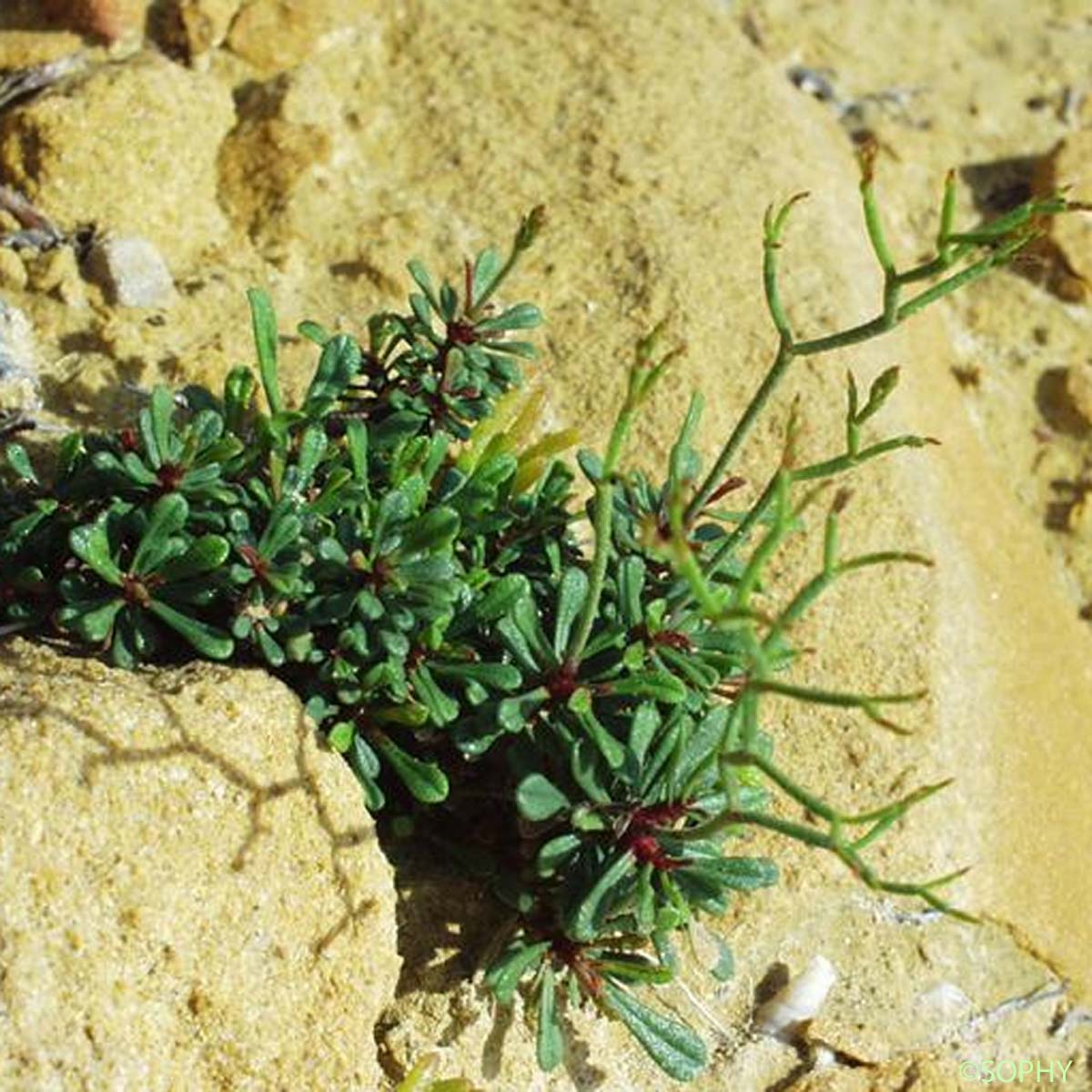 Faux Limonium nain - Limonium pseudominutum