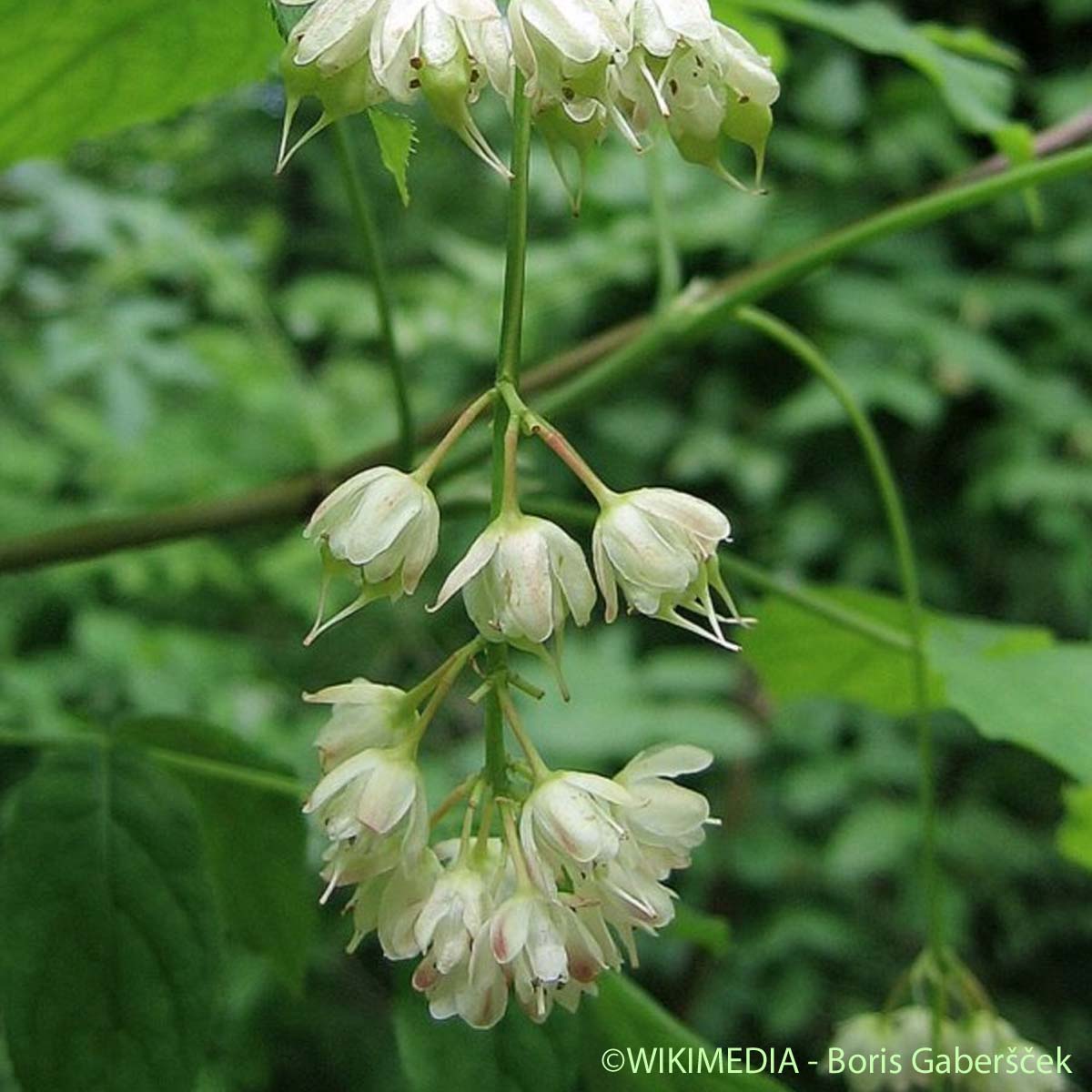 Faux Pistachier - Staphylea pinnata