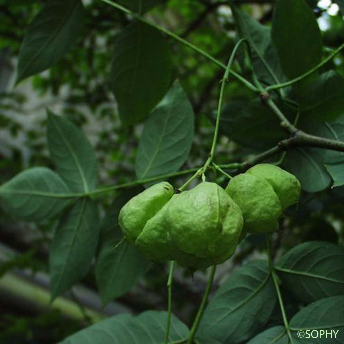 Faux Pistachier - Staphylea pinnata