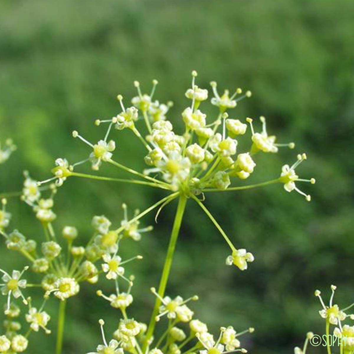 Fenouil de porc - Peucedanum officinale subsp. officinale