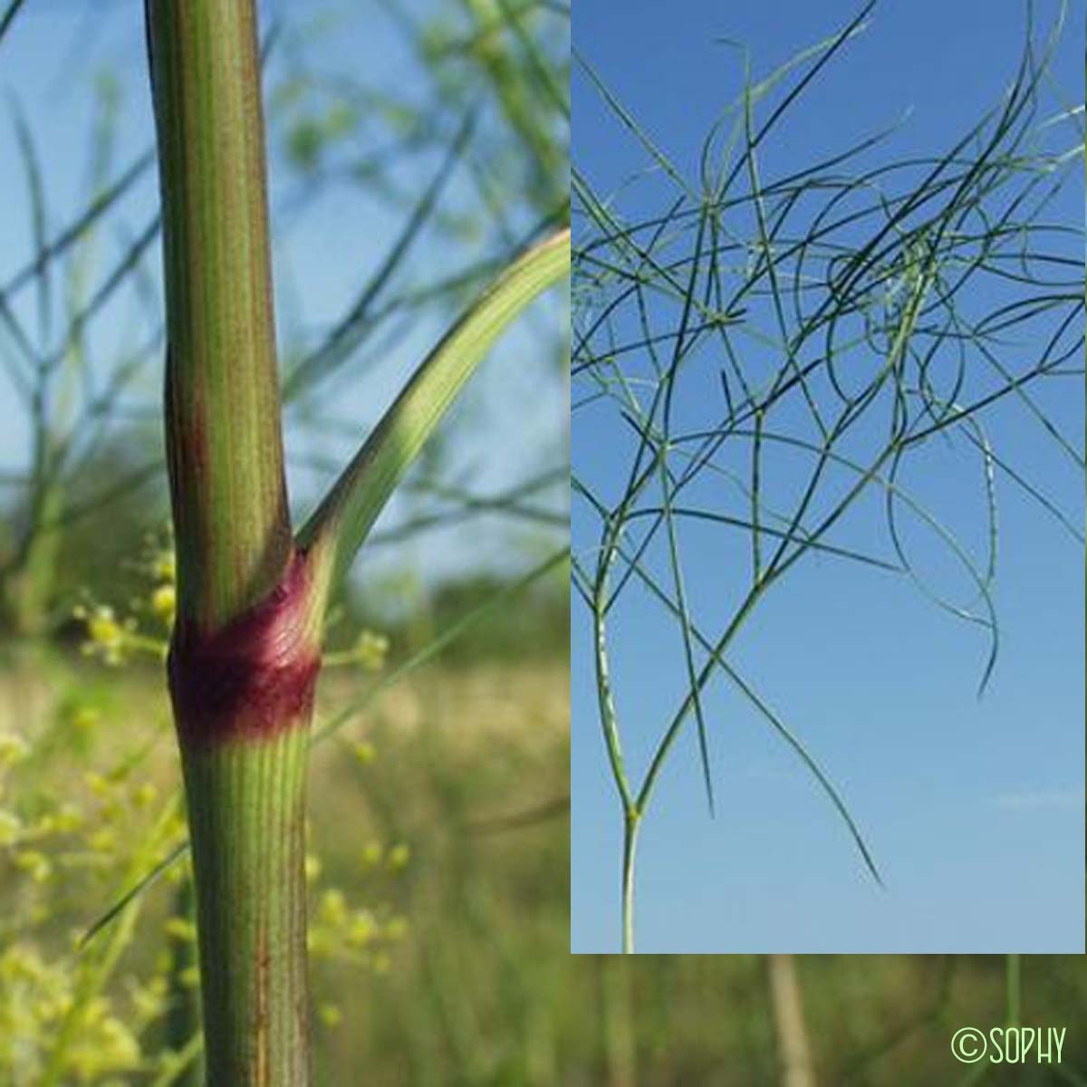 Fenouil de porc - Peucedanum officinale subsp. officinale