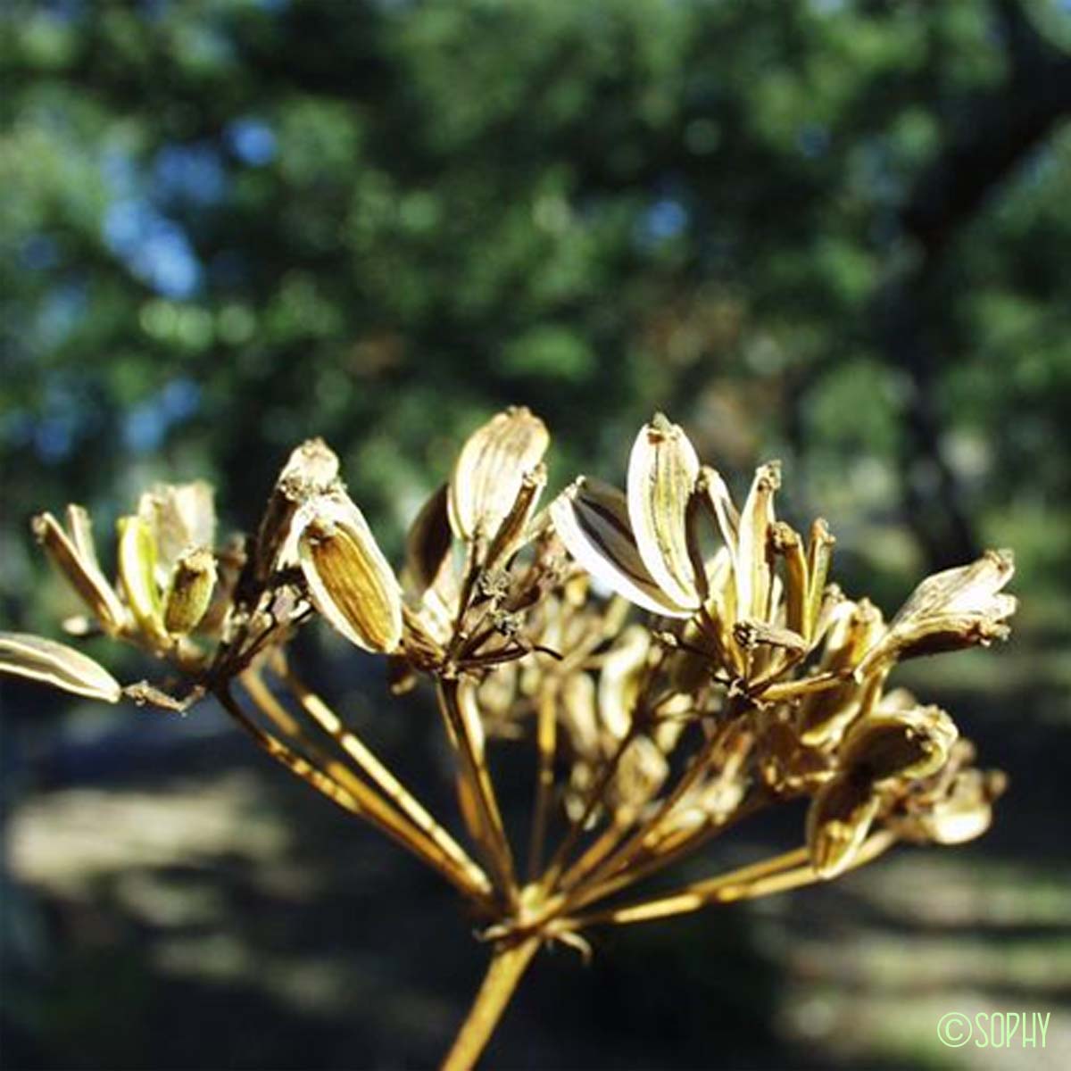 Fenouil de porc - Peucedanum officinale subsp. officinale