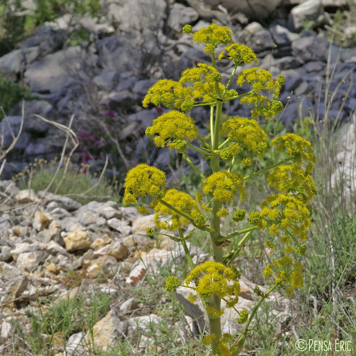 Férule commune - Ferula communis subsp. communis