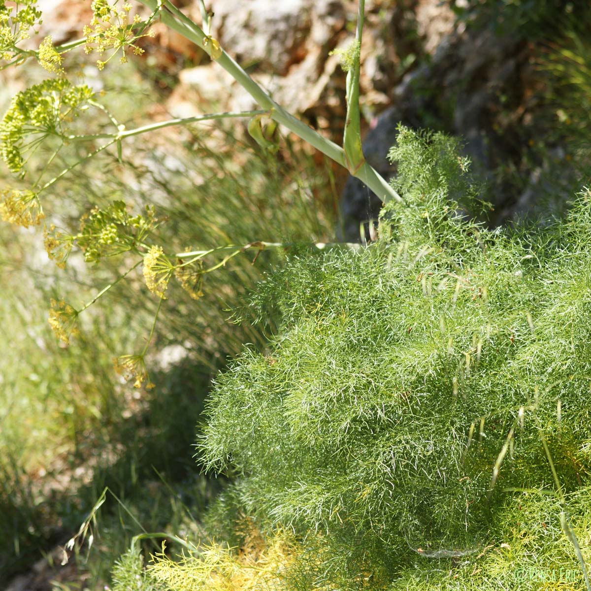 Férule commune - Ferula communis subsp. communis