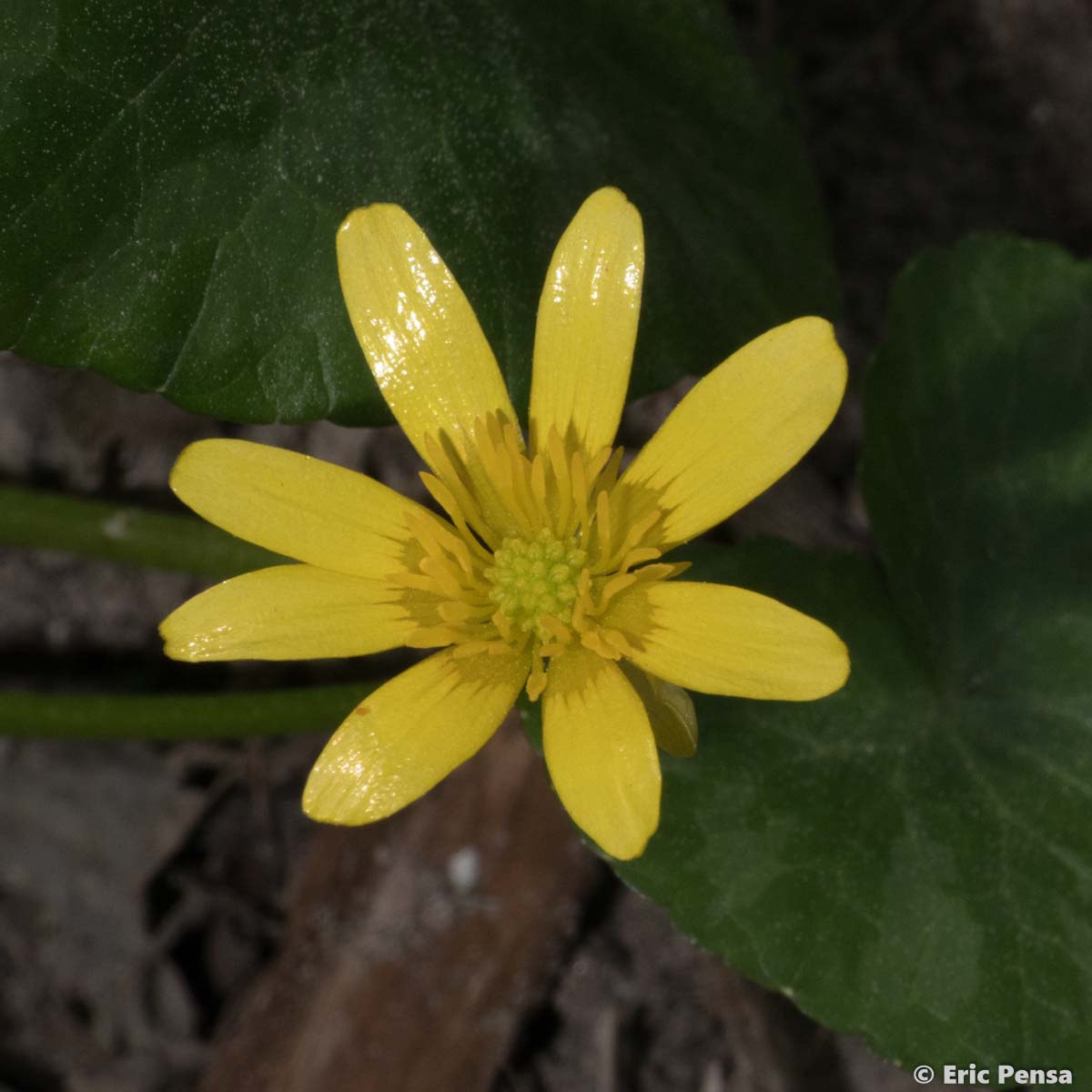 Ficaire à bulbilles - Ficaria verna subsp. verna