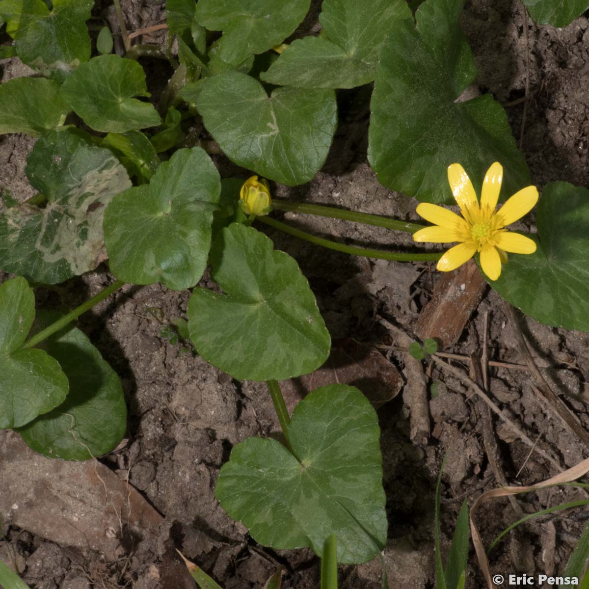 Ficaire à bulbilles - Ficaria verna subsp. verna