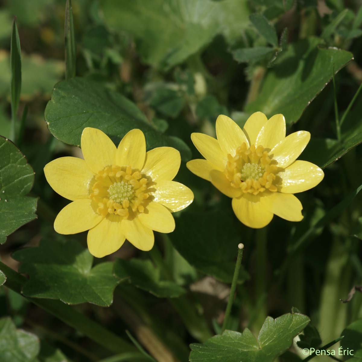 Ficaire à grandes fleurs - Ficaria grandiflora