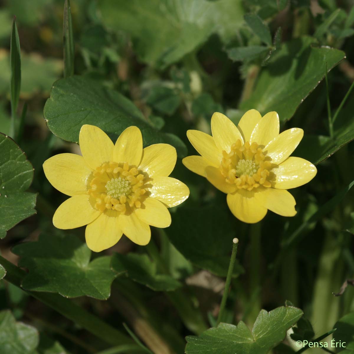 Ficaire à grandes fleurs - Ficaria verna subsp. grandiflora