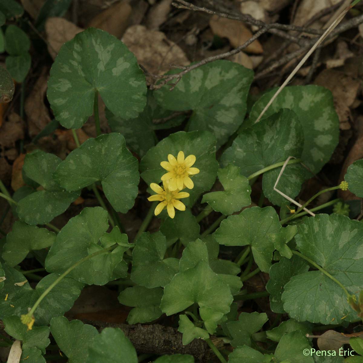 Ficaire à grandes fleurs - Ficaria verna subsp. grandiflora