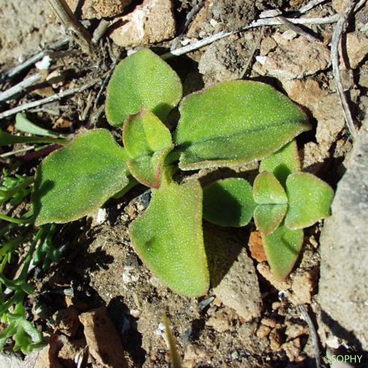 Ficoïde à cristaux - Mesembryanthemum crystallinum