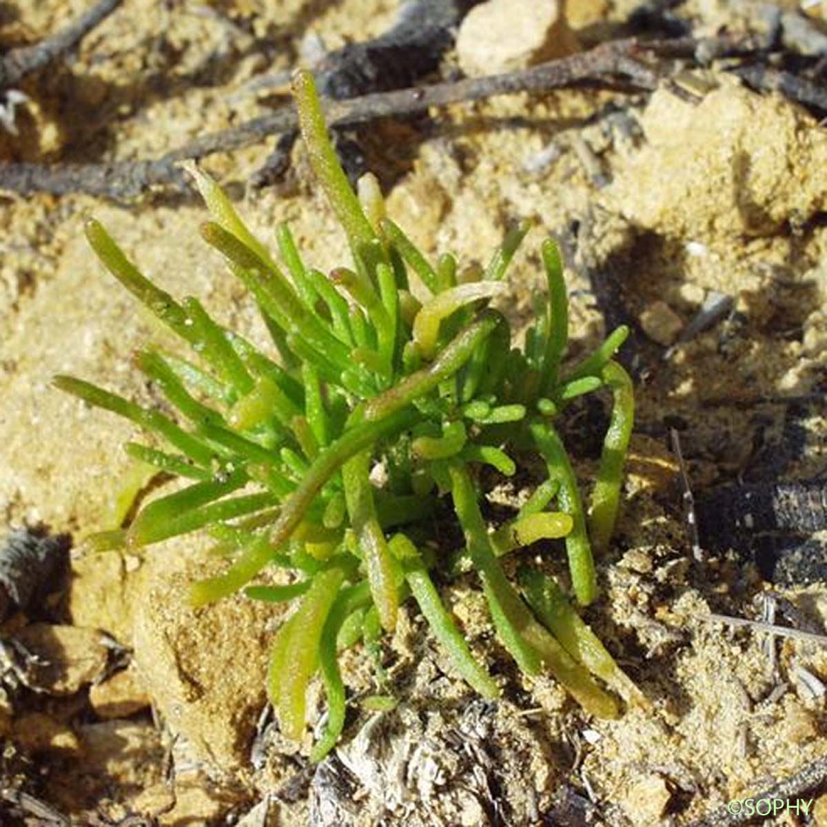 Ficoïde à fleurs nodales - Mesembryanthemum nodiflorum