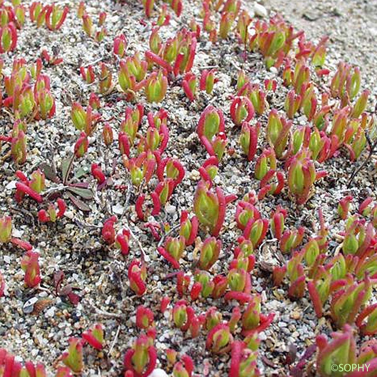 Ficoïde à fleurs nodales - Mesembryanthemum nodiflorum