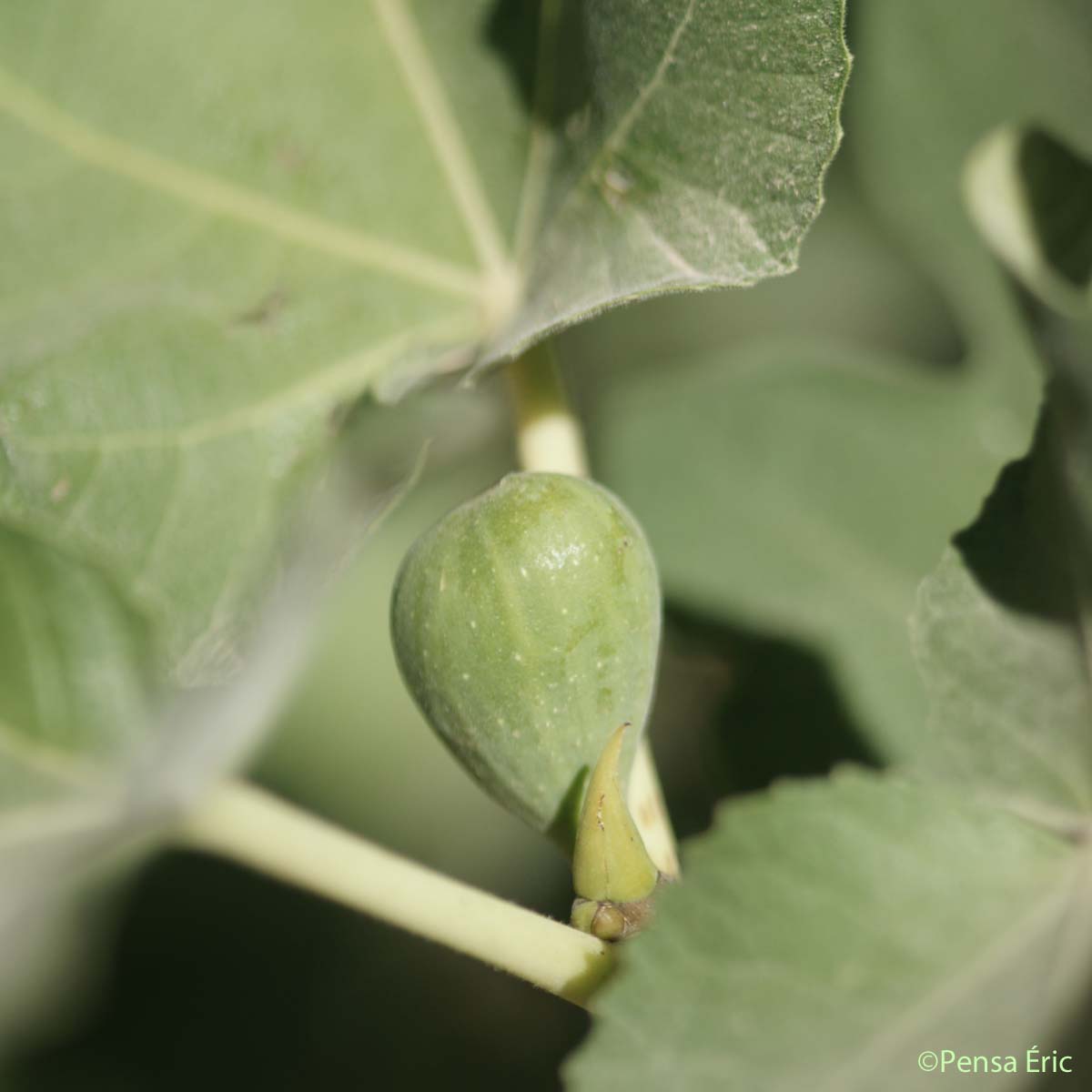 Figuier - Ficus carica