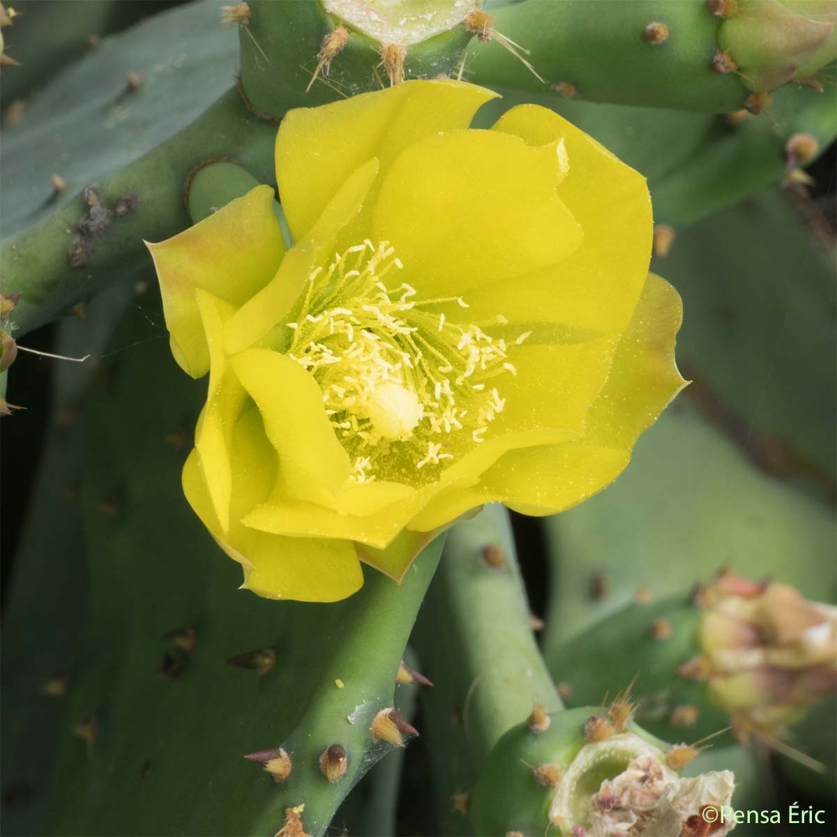 Figuier de Barbarie - Opuntia ficus-indica