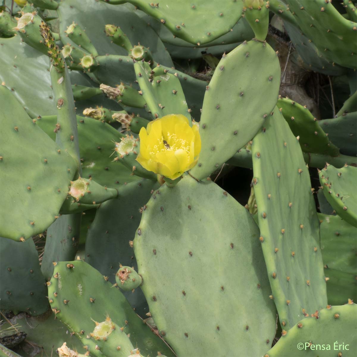 Figuier de Barbarie - Opuntia ficus-indica