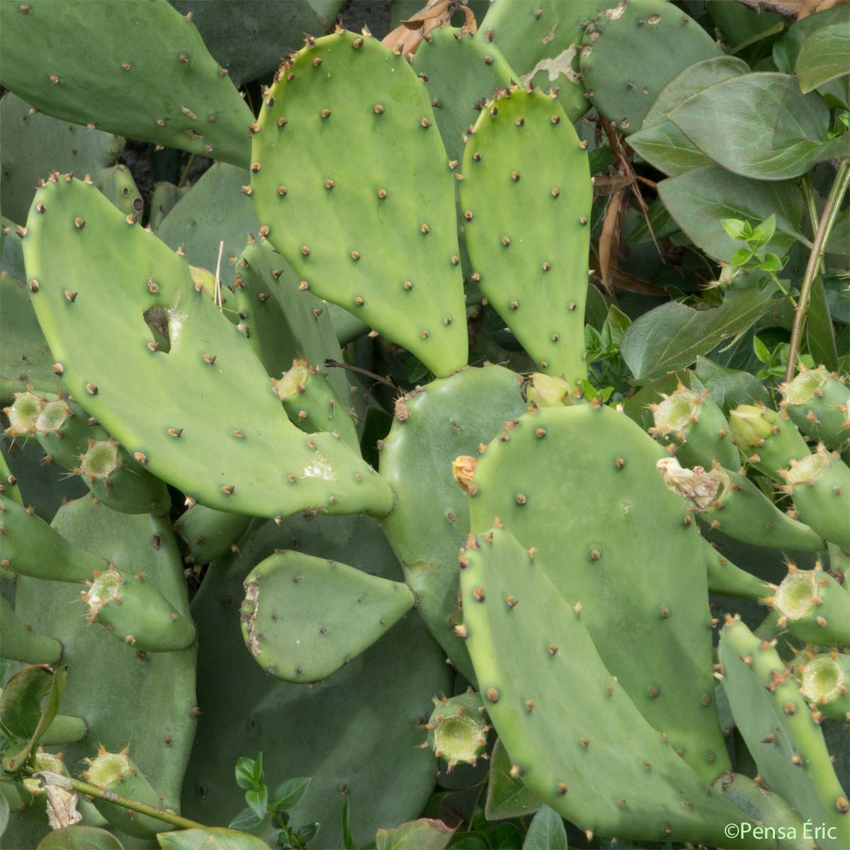 Figuier de Barbarie - Opuntia ficus-indica