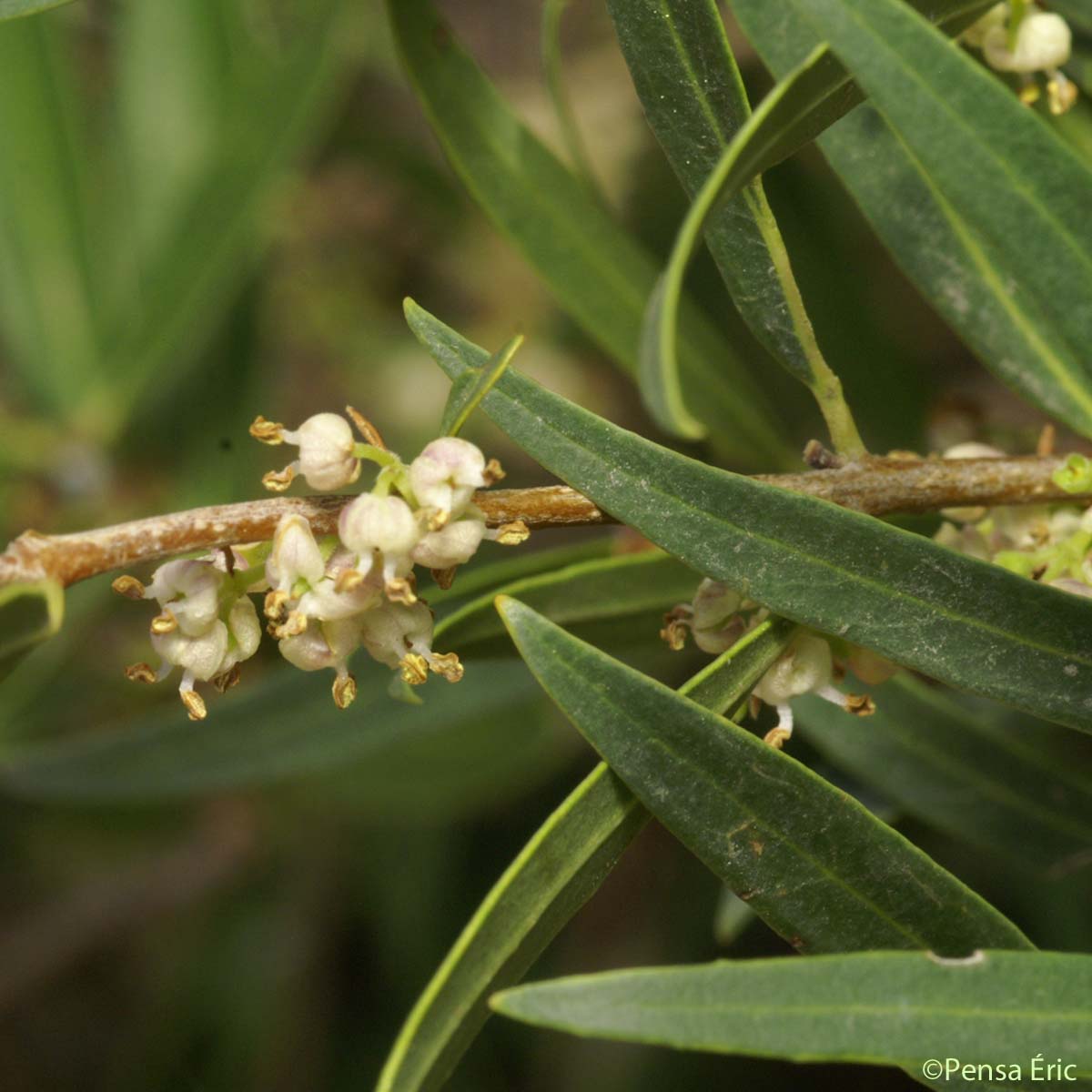 Filaire à feuilles étroites - Phillyrea angustifolia