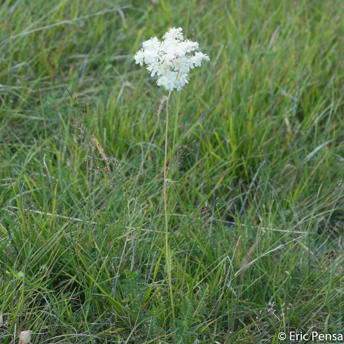 Filipendule commune - Filipendula vulgaris