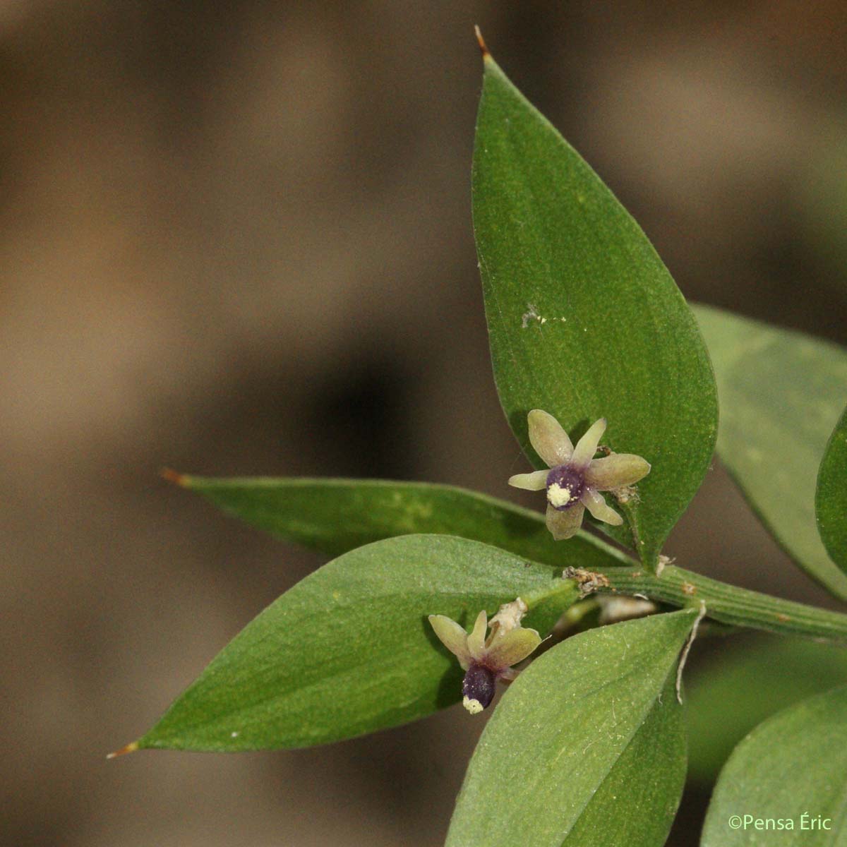 Fragon - Ruscus aculeatus