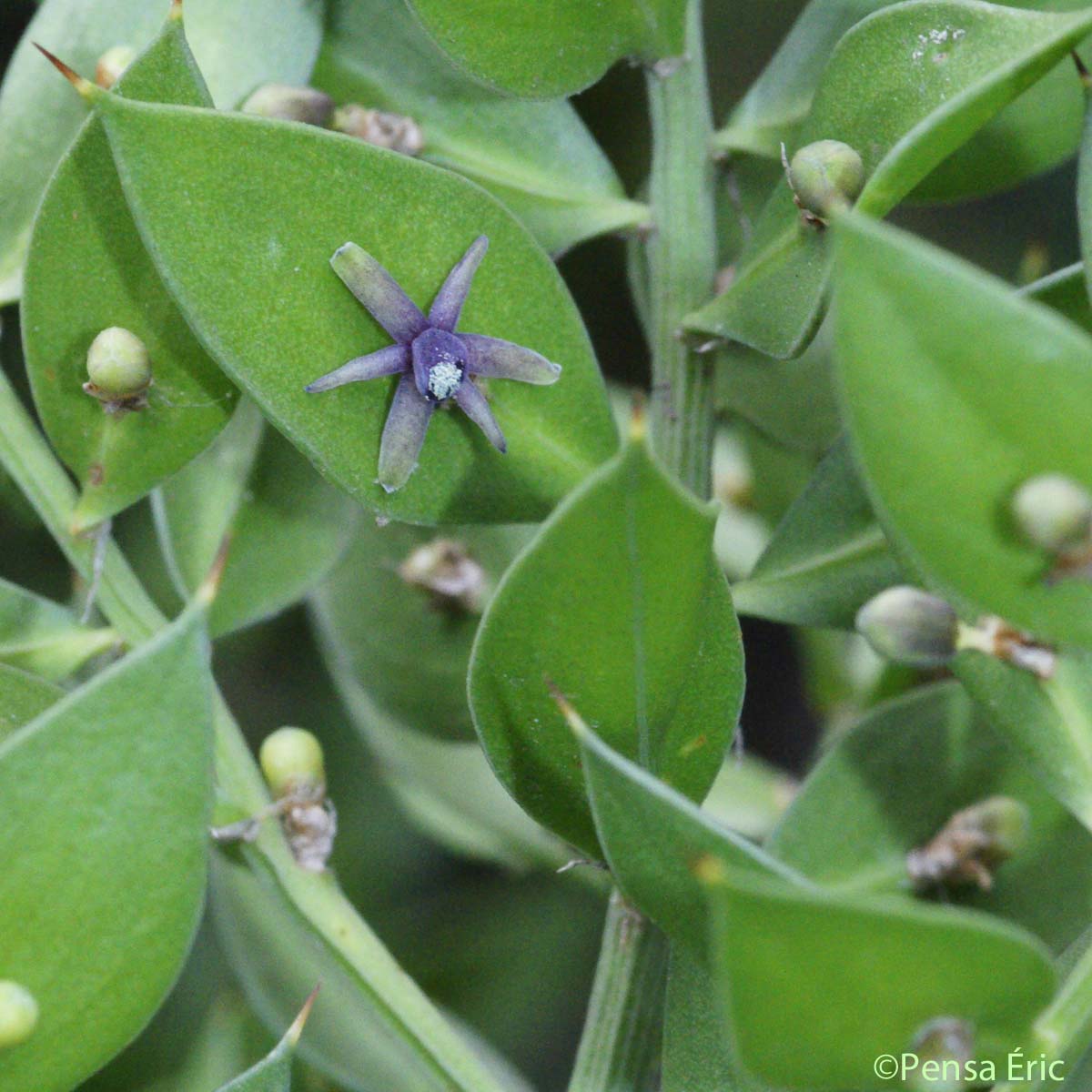 Fragon - Ruscus aculeatus