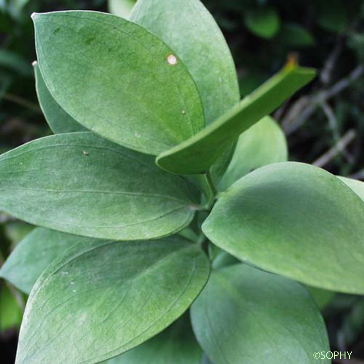 Fragon à langues - Ruscus hypoglossum