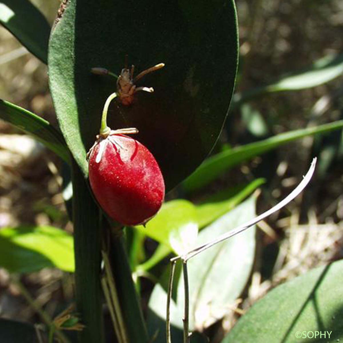 Fragon à langues - Ruscus hypoglossum