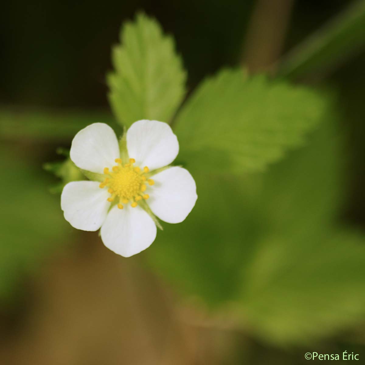 Fraisier des bois - Fragaria vesca