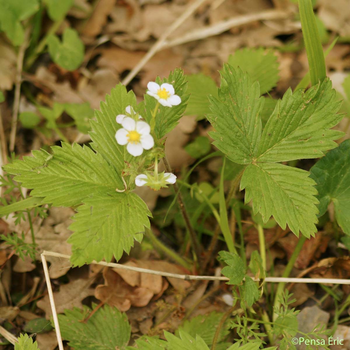 Fraisier des bois - Fragaria vesca