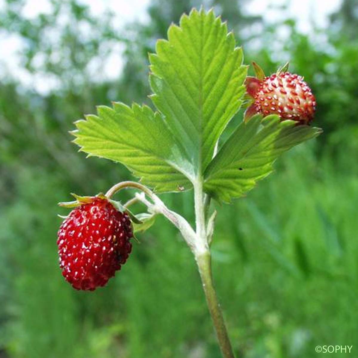 Fraisier des bois - Fragaria vesca