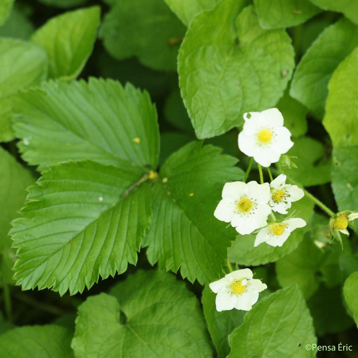 Fraisier musqué - Fragaria moschata