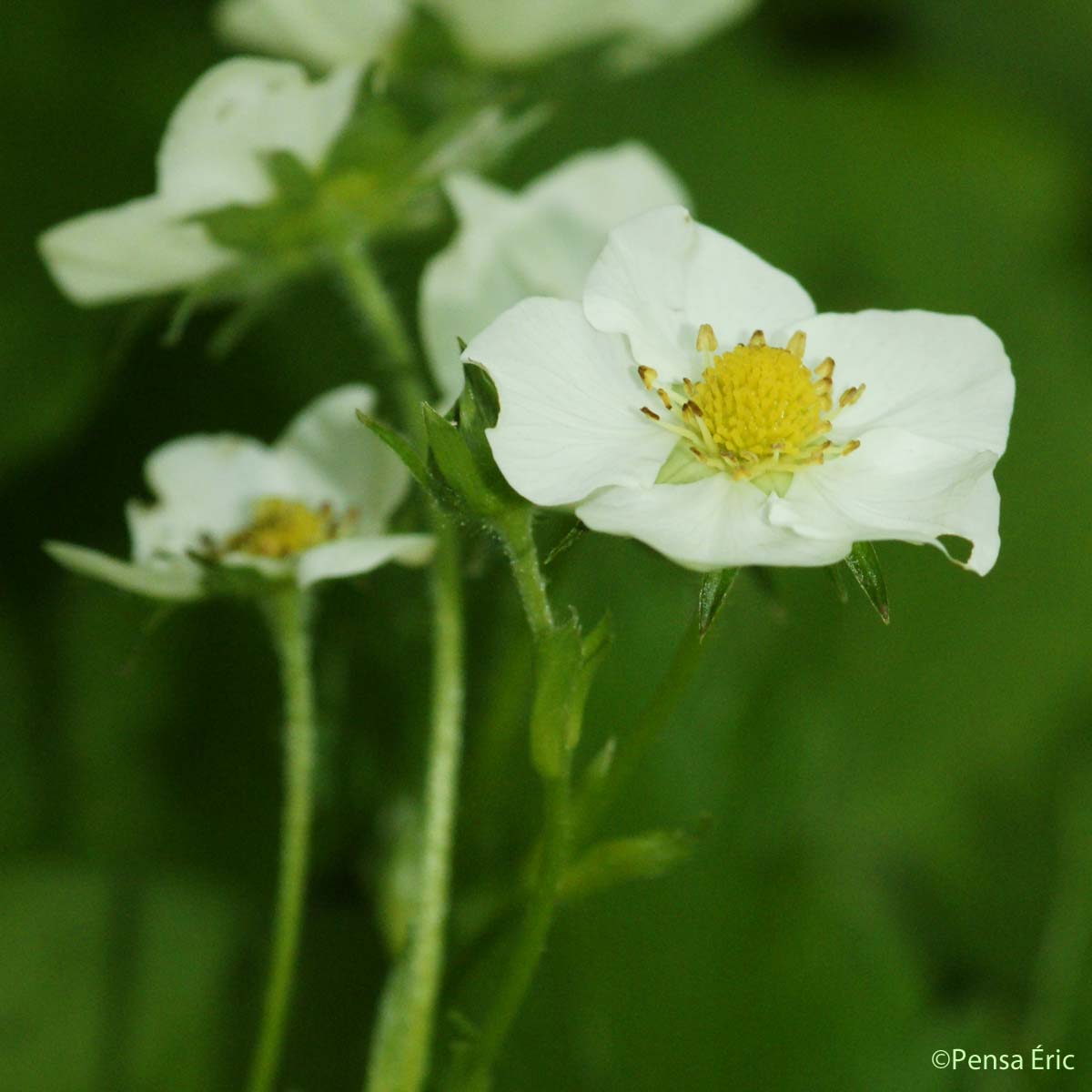 Fraisier musqué - Fragaria moschata