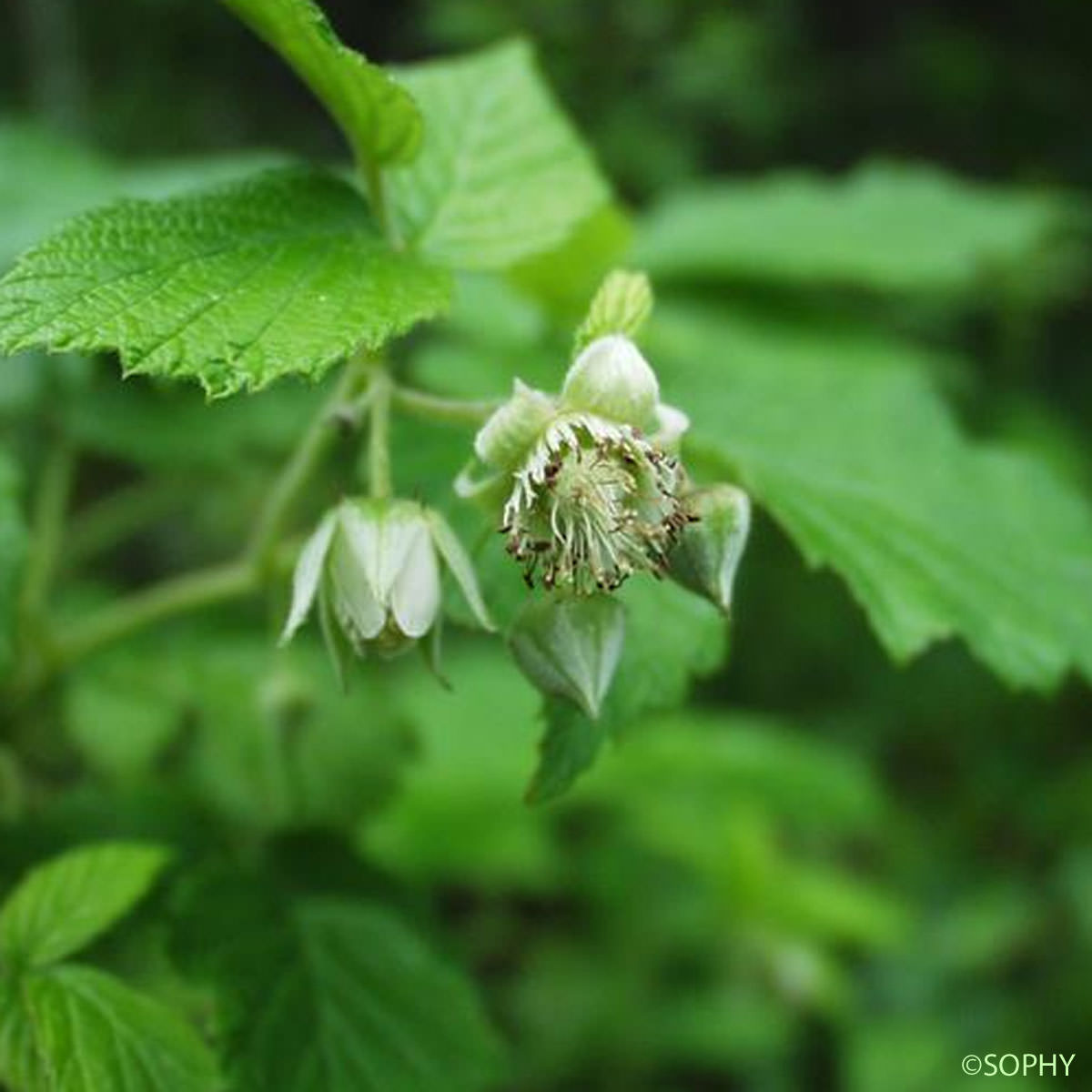 Framboisier - Rubus idaeus subsp. idaeus