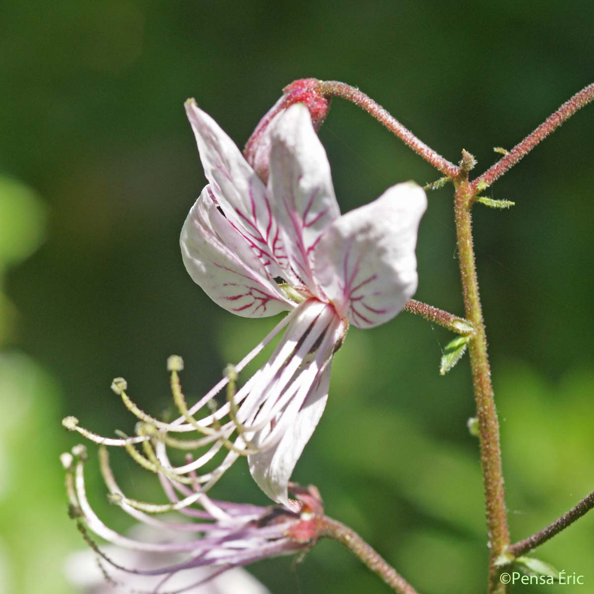 Fraxinelle - Dictamnus albus